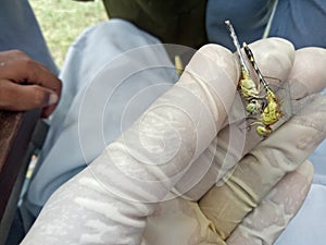 Dragonfly photo